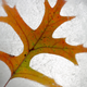 Illustration for article titled 76 Stunning Photos Of Fall Leaves